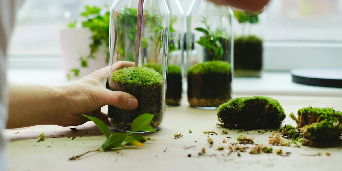 Hands adjusting moss and small plants in glass containers for leopard and crested gecko terrariums.