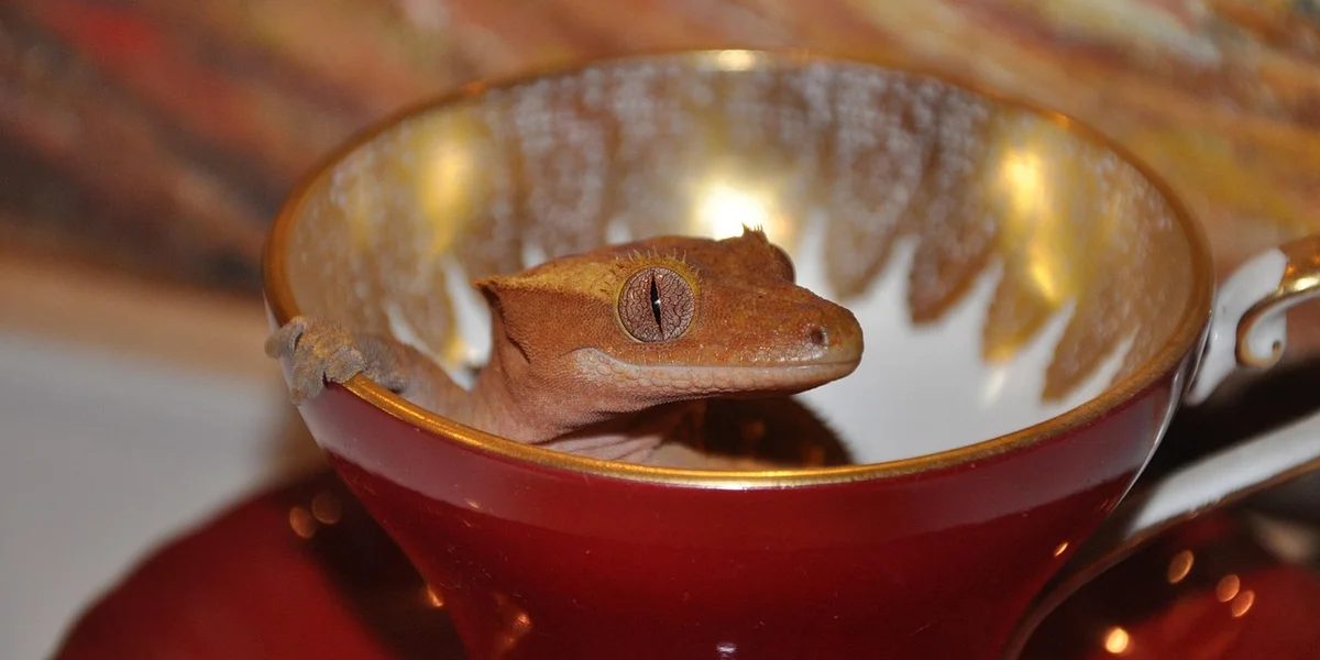 Small brown gecko inside a decorative teacup with a reflective interior