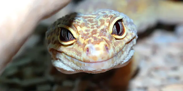 Close-up of a leopard gecko's face being gently held, showing textured skin and distinctive markings