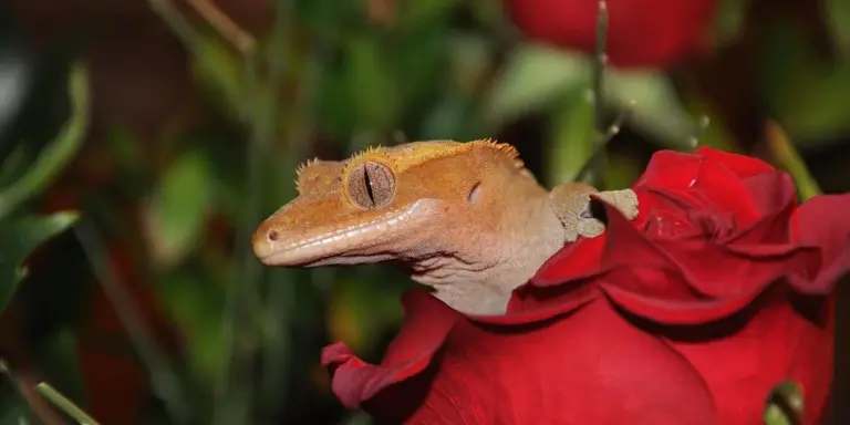 Orange gecko perched on a red rose with green foliage in the background.