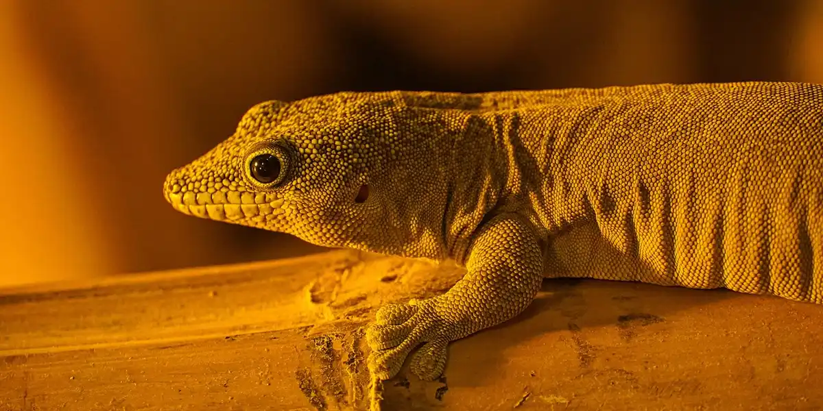 Close-up of a gecko resting on a wooden perch inside an orange-lit terrarium.
