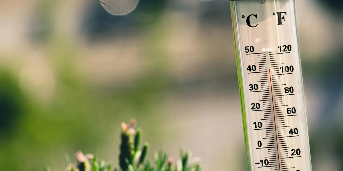 Close-up of a thermometer inside a gecko terrarium, showing Celsius and Fahrenheit scales