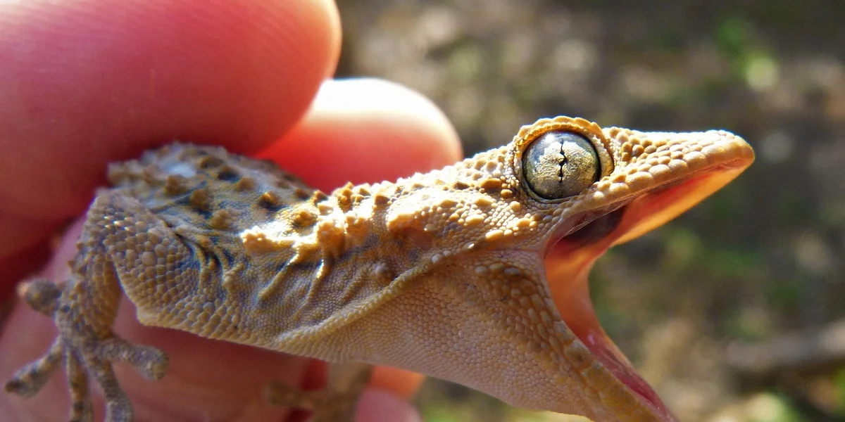 Close-up of a brown, textured gecko with a wide-open mouth and a prominent eye, with a finger blurred in the background.