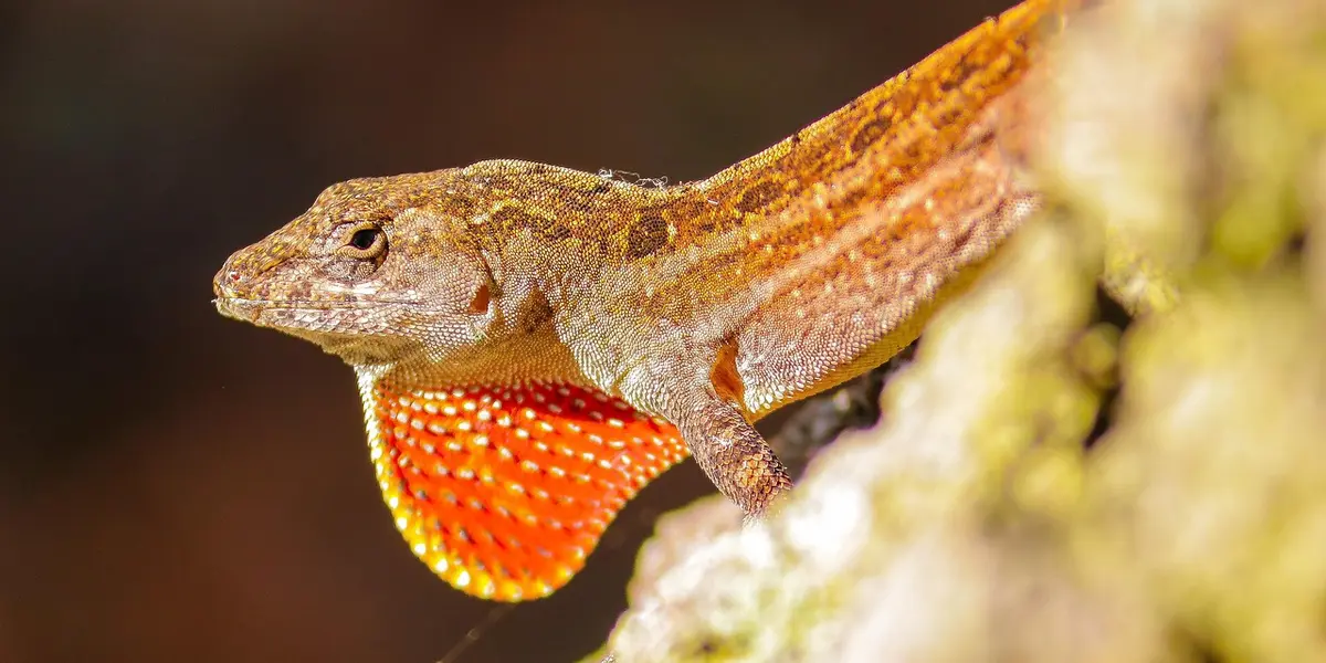 Small gecko perched on a rock with a bright orange-red throat fan.