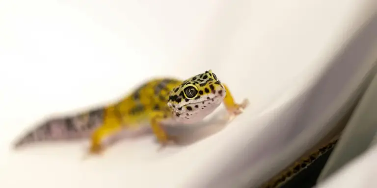 Close-up of a small leopard gecko with yellow and black markings perched on a pale white surface