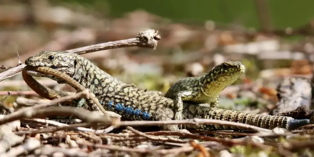 Understanding Your Gecko: Sounds & Body Language Explained