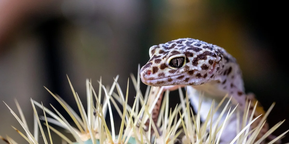 where-do-geckos-live-in-the-wild-the-gecko-guide