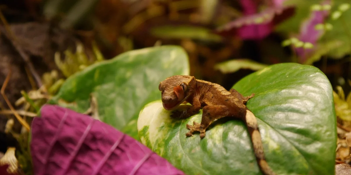 Brown gecko perched on a large green leaf with tropical plants in the blurred background.