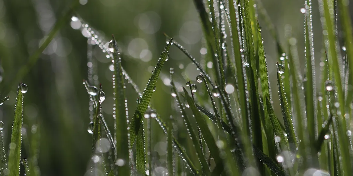Macro close-up of dew droplets on blades of grass, symbolizing moisture for a humid hide