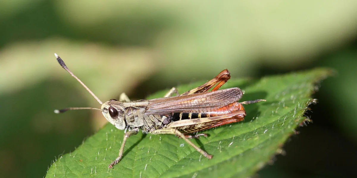 Close-up of a grasshopper perched on a green leaf
