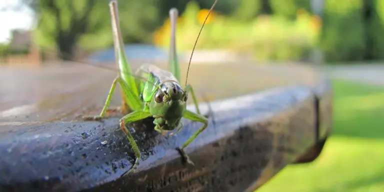 Close-up of a green grasshopper perched on a weathered wooden surface