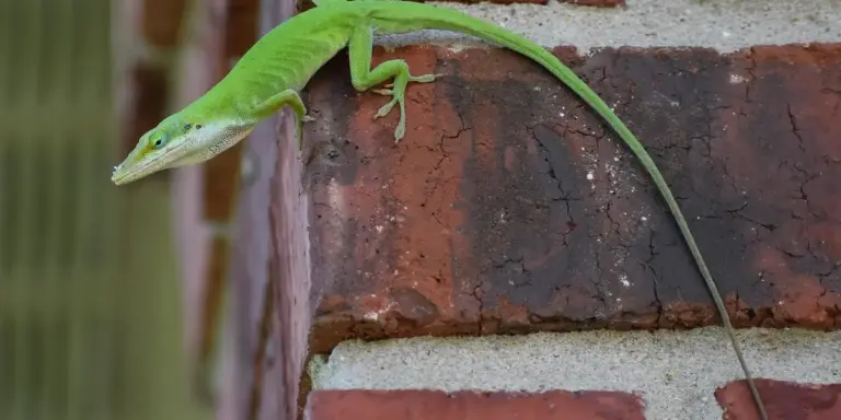 A bright green gecko clinging to a brick wall.