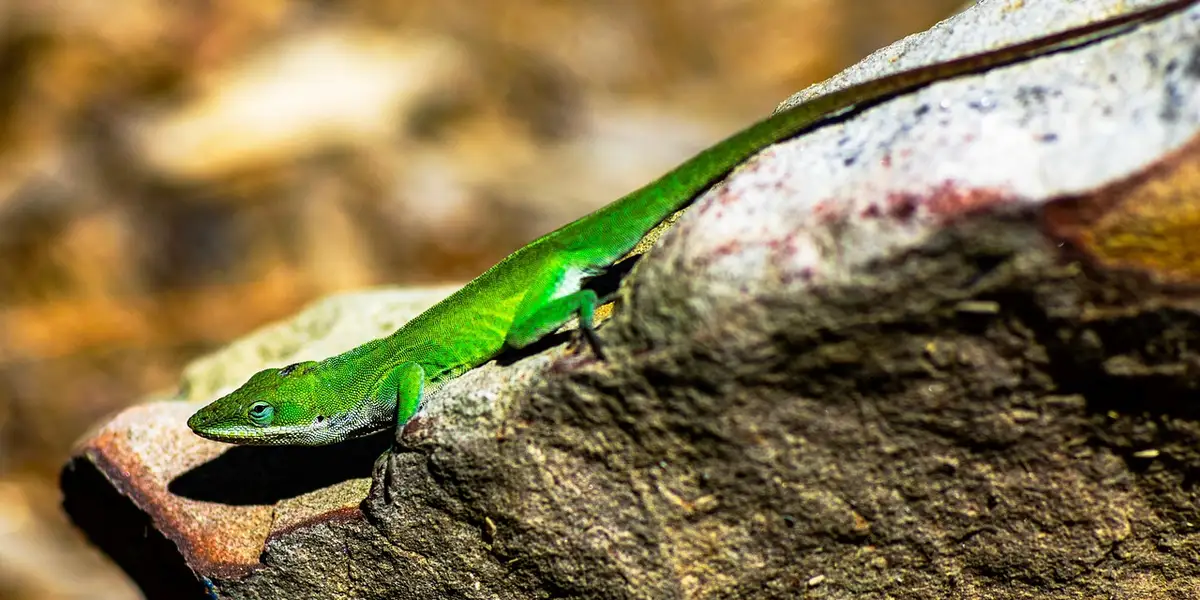 A bright green gecko perched on a textured rock in a natural-looking terrarium.