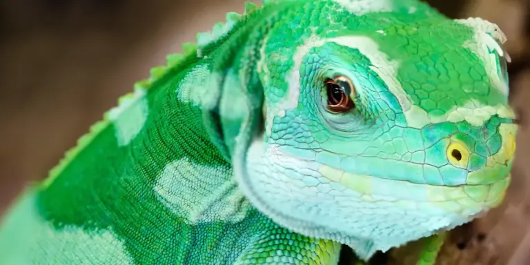 Close-up of a green gecko with bright, textured scales