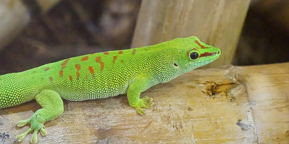 Bright green gecko with orange-red spots perched on a wooden branch inside a terrarium.