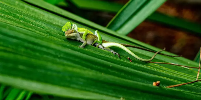 Two small green geckos perched on a broad green leaf