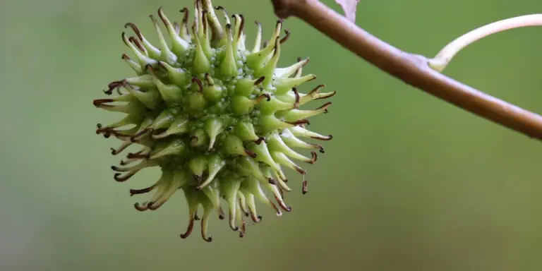Close-up of a green spiky fruit hanging from a branch with a blurred green background.