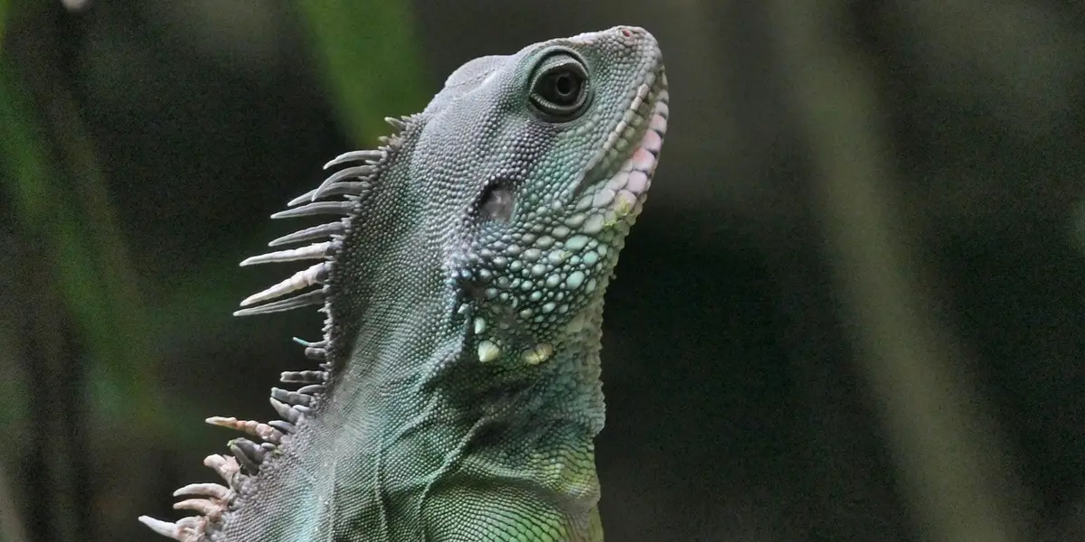 Close-up portrait of a green-spined lizard with textured scales and a raised head.