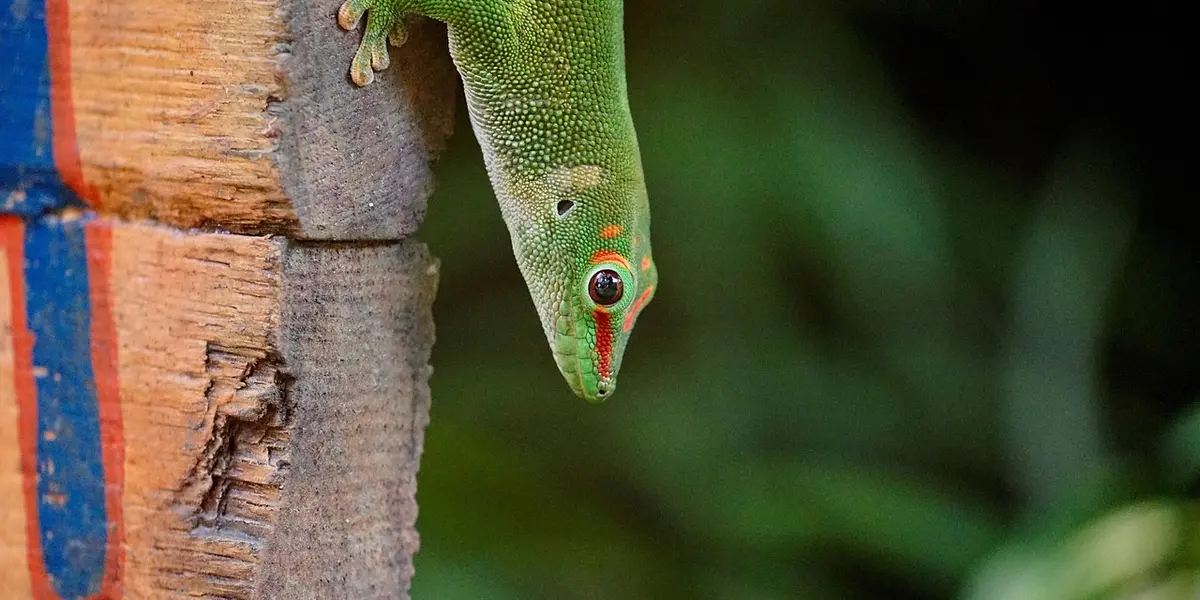 Close-up of a bright green day gecko clinging to a wooden surface, showing its textured skin and red eyes.