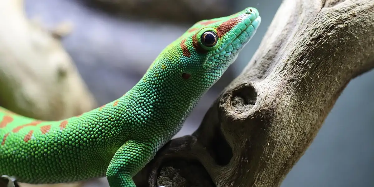Close-up of a bright green gecko with orange markings on its head perched on a textured branch