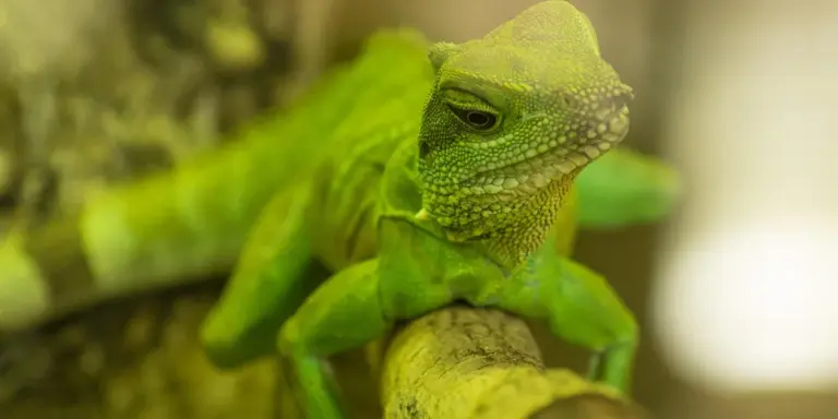 Close-up of a bright green gecko perched on a branch