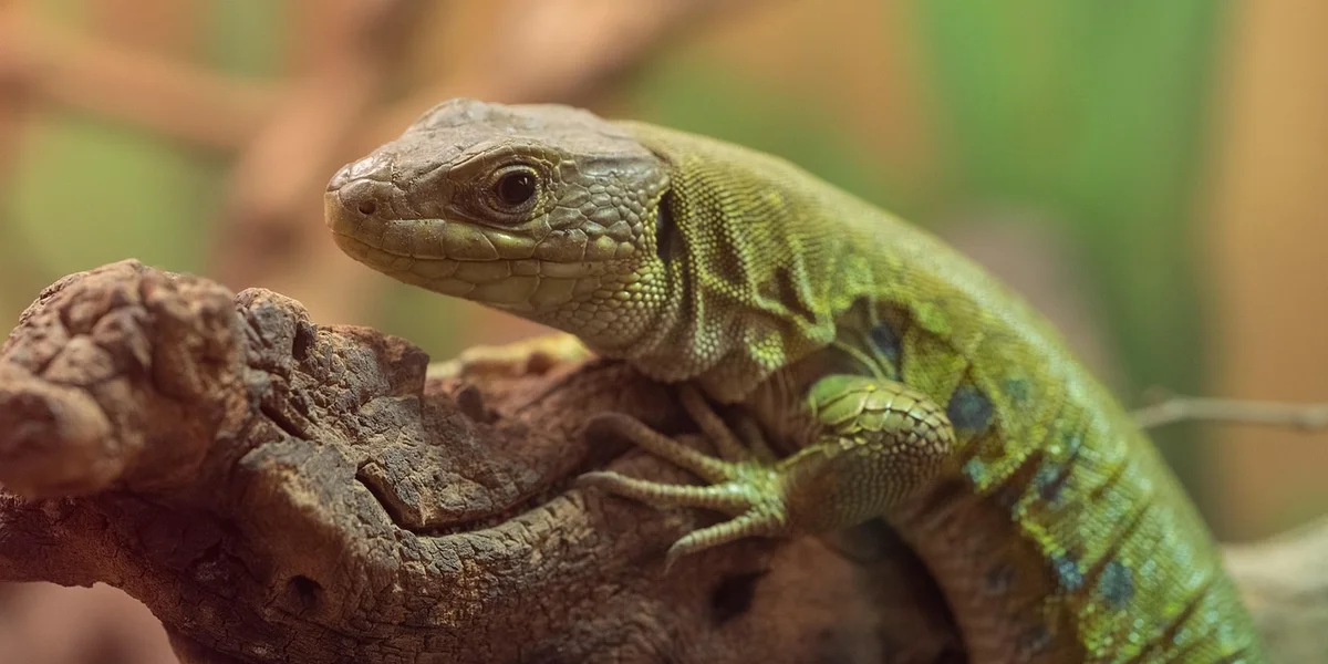 Close-up of a green gecko perched on a textured branch, showing its scaly skin and alert posture