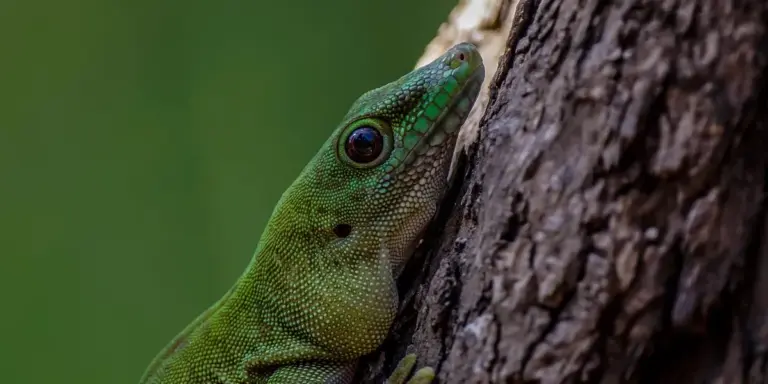 Close-up of a green gecko clinging to rough tree bark