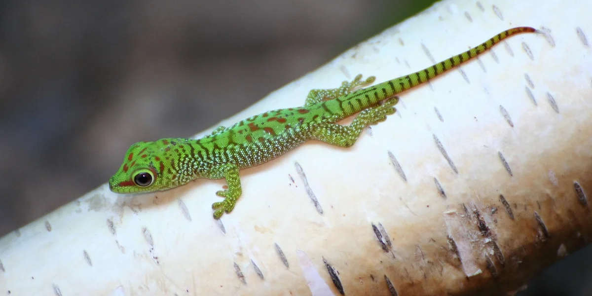 Green gecko with brown markings perched on a pale branch