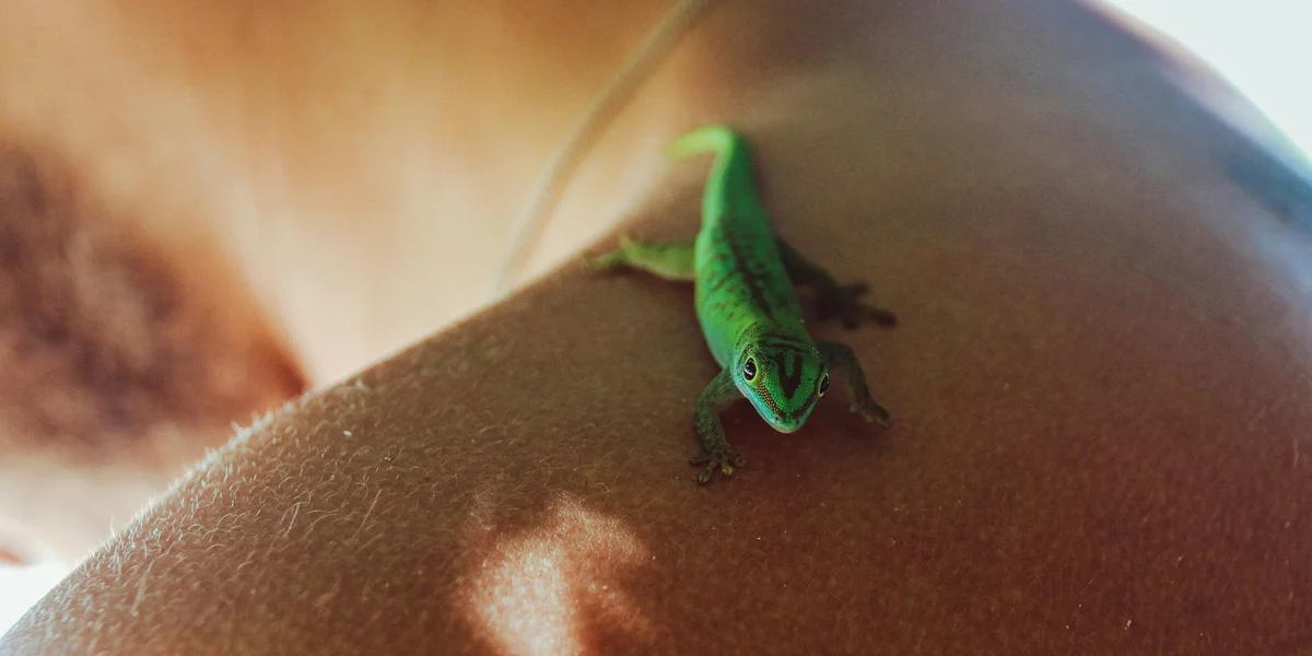 Small bright green gecko perched on a brown textured surface, facing the camera with its head slightly raised.