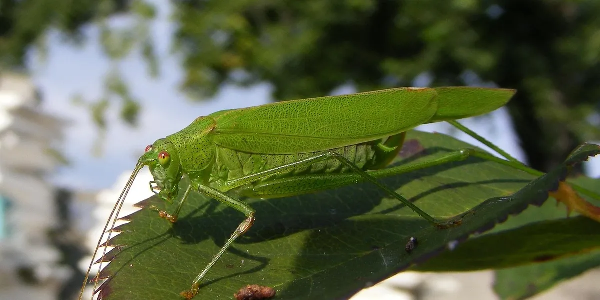 Bright green katydid perched on a leaf, with a blurred outdoor background.
