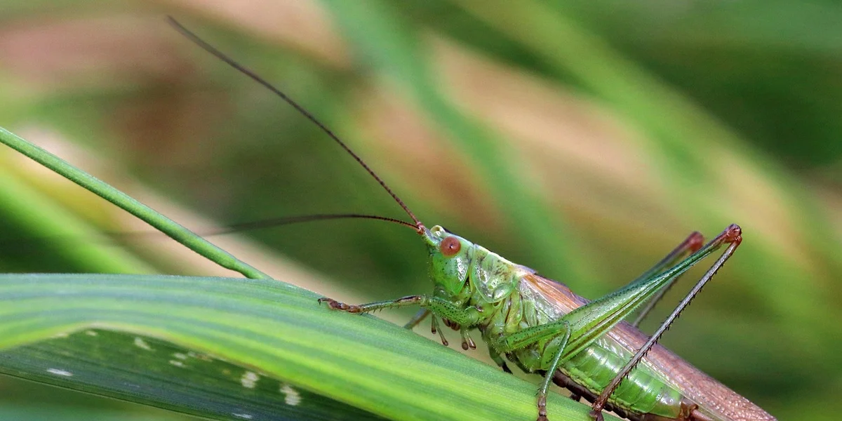 Close-up of a bright green katydid perched on a leaf