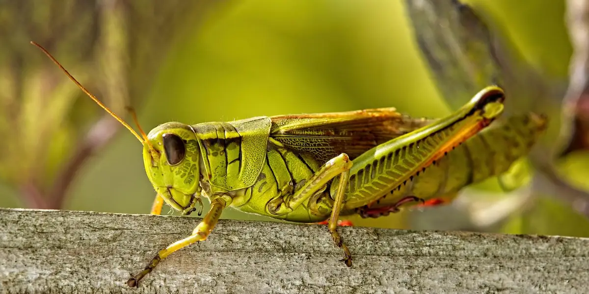 Gaeco Insect Safe Feeder Insects for Geckos: A Complete Diet Guide - The Gecko Guide