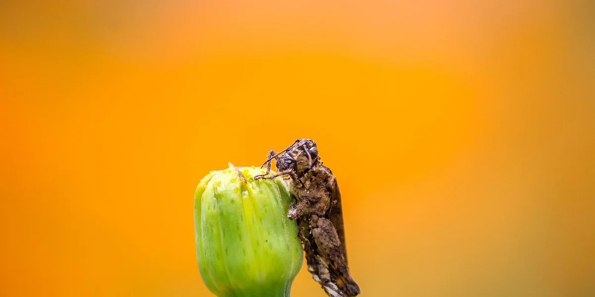 Close-up of a brown insect perched on a green fruit against an orange background.