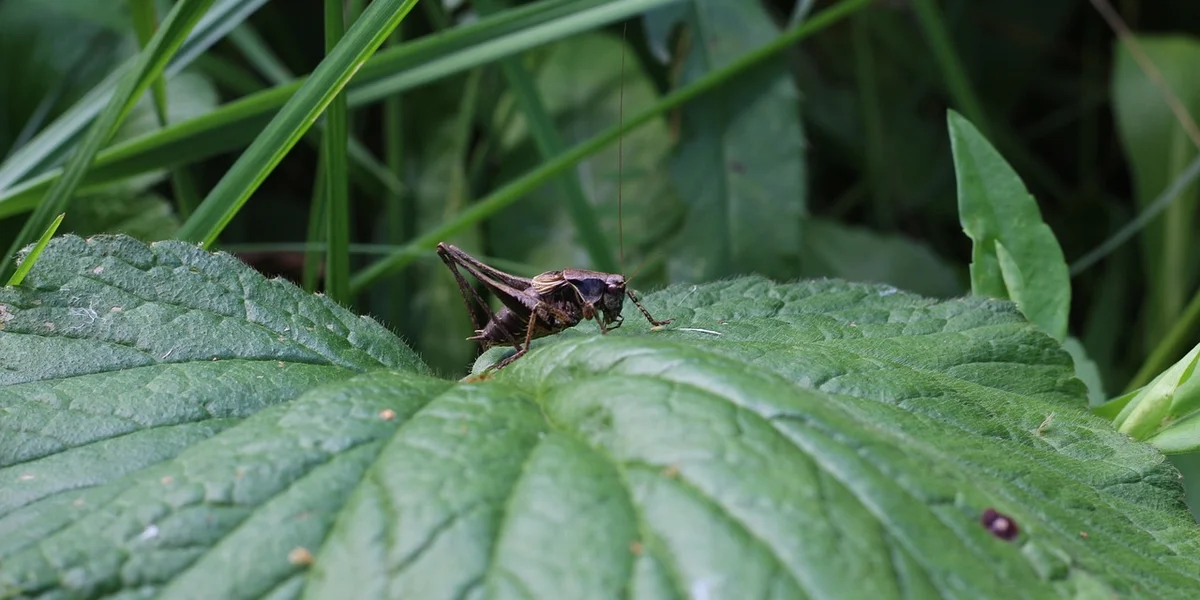 Small dark insect perched on a large veined green leaf with surrounding foliage.