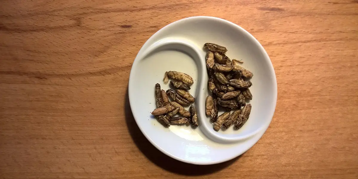 Two piles of dried mealworms on a small white divided plate, set on a wooden table.