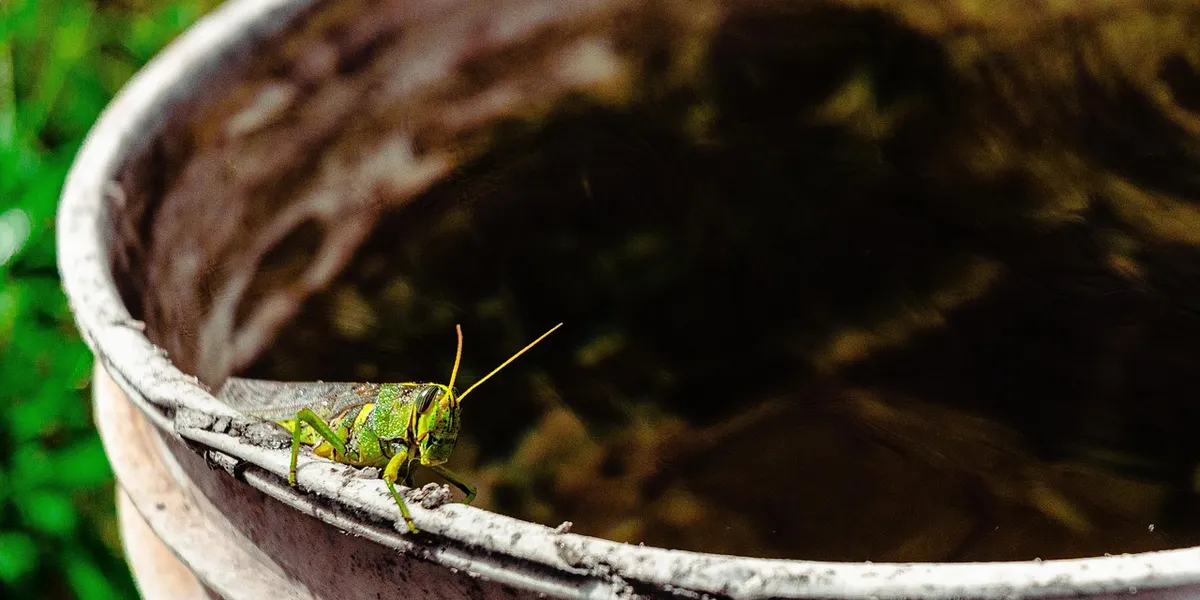 A bright green feeder insect perched on the rim of a weathered ceramic pot.