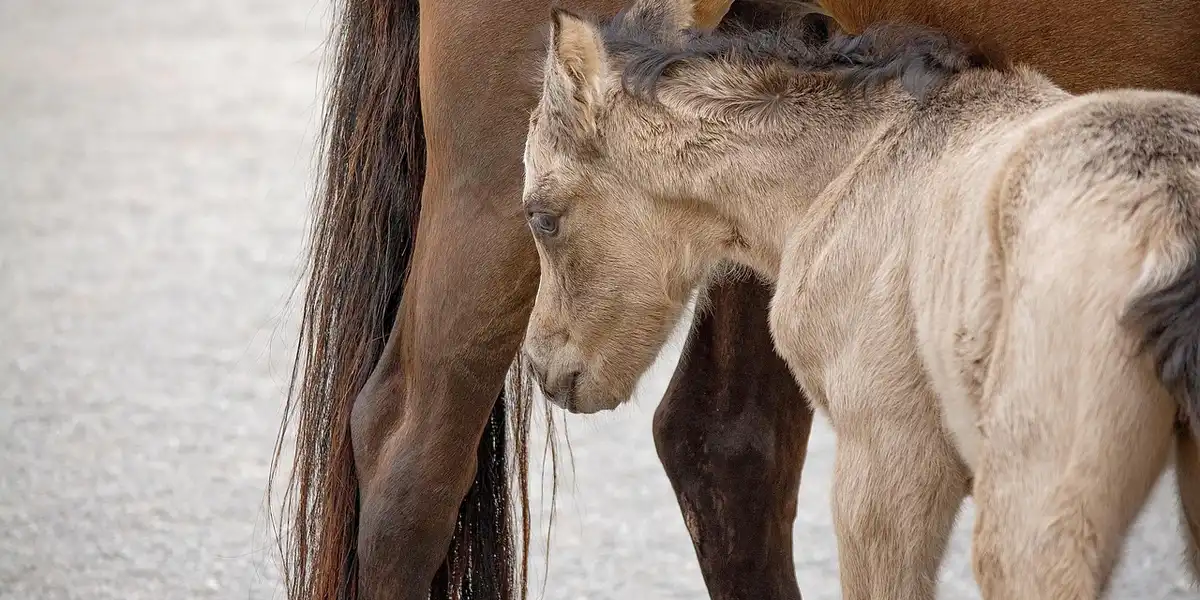 A light-colored foal leaning its head toward a dark brown mare, standing together in a stable environment.