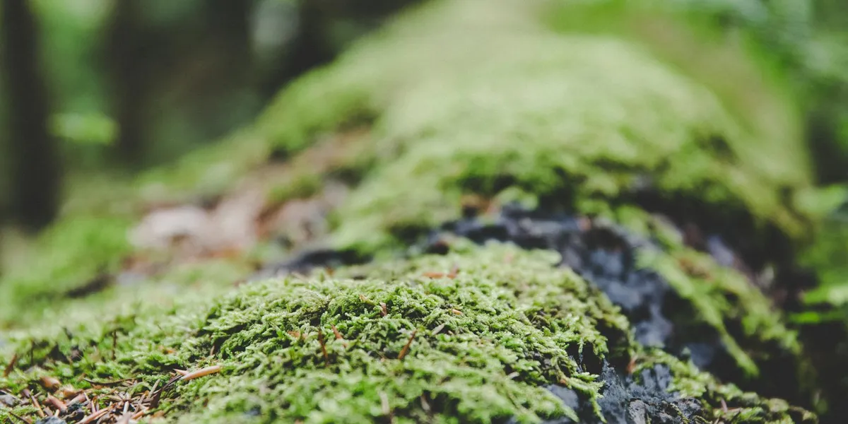 Close-up of vibrant green moss on a damp forest surface, illustrating moisture for a gecko's humid hide