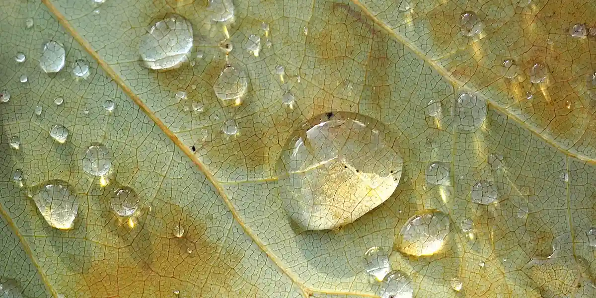 Close-up of a green leaf with water droplets