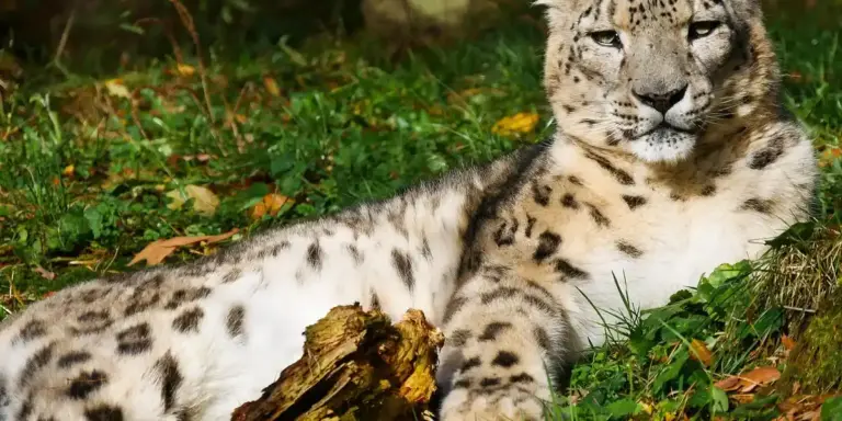Spotted leopard-like big cat resting on green grass outdoors.