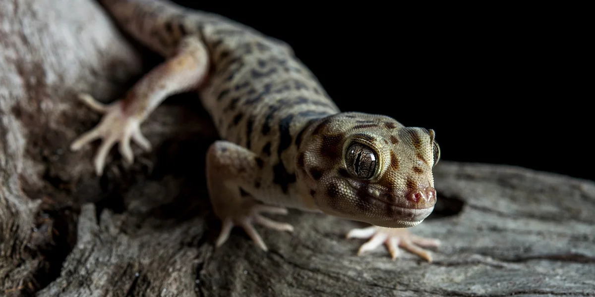 Close-up of a leopard gecko perched on a rock, looking toward the camera.