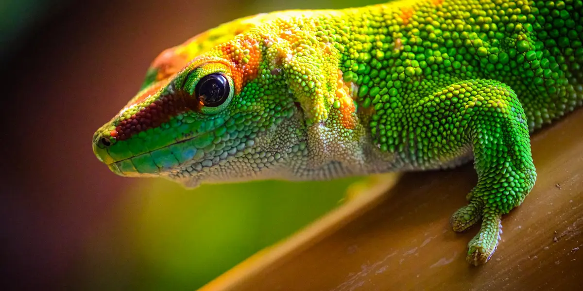 Close-up of a vibrant green and orange leopard gecko perched on a wooden surface.