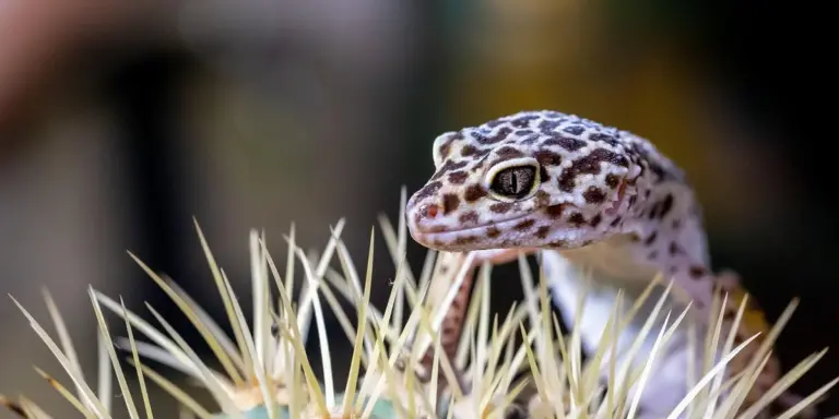 Close-up of a leopard gecko with distinctive dark spots and large eye, set against a blurred background.