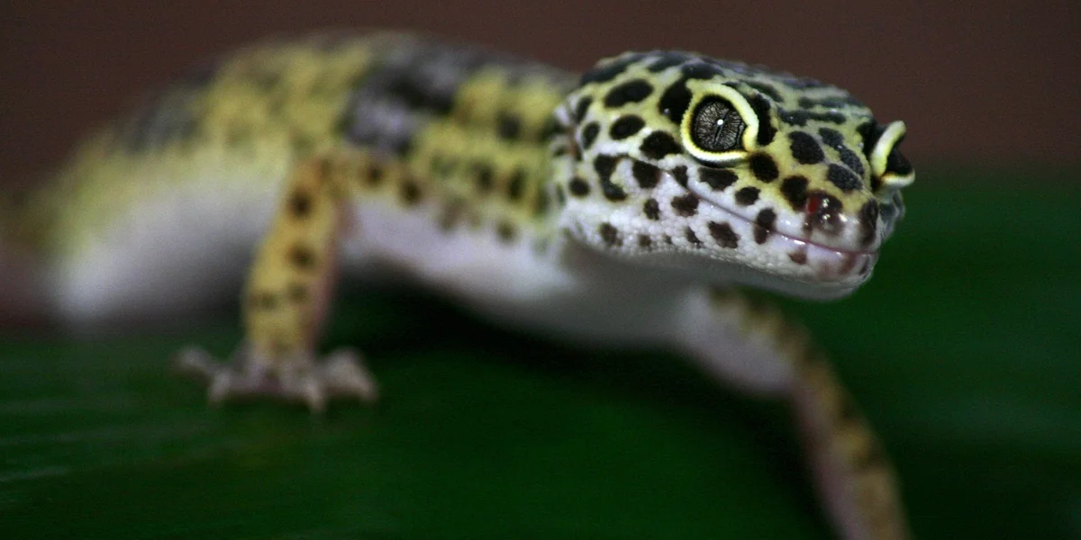 Close-up of a leopard gecko on a green surface, showing its yellow body with black spots