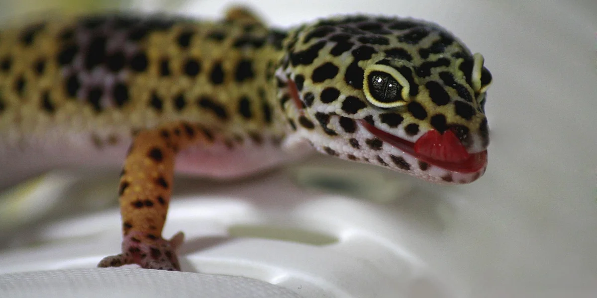 Close-up of a leopard gecko with yellow and black markings on a pale surface