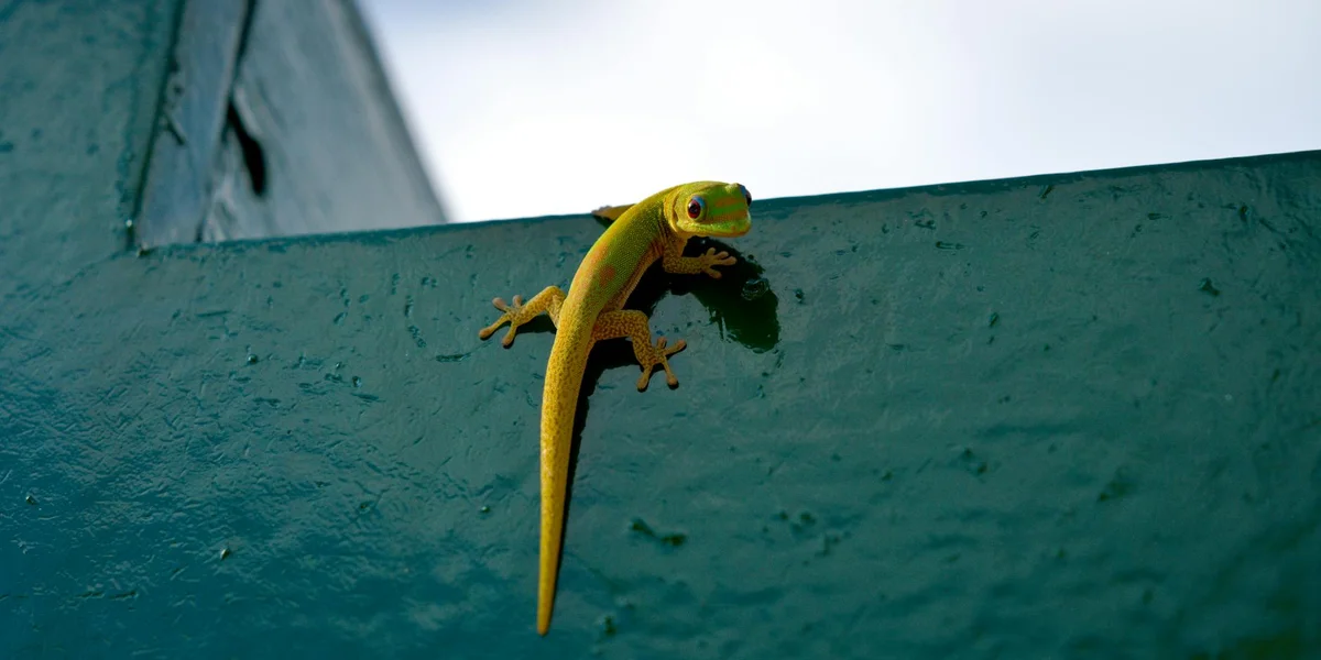 Yellow leopard gecko clinging to a teal green wall