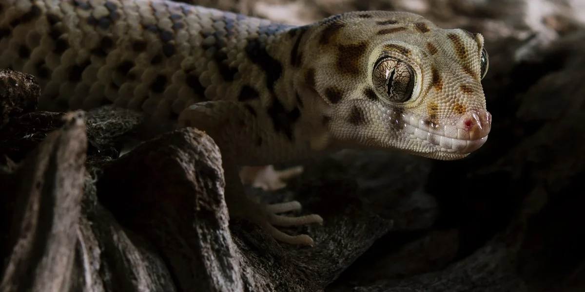 Close-up of a leopard gecko's head peeking out from dark rocks