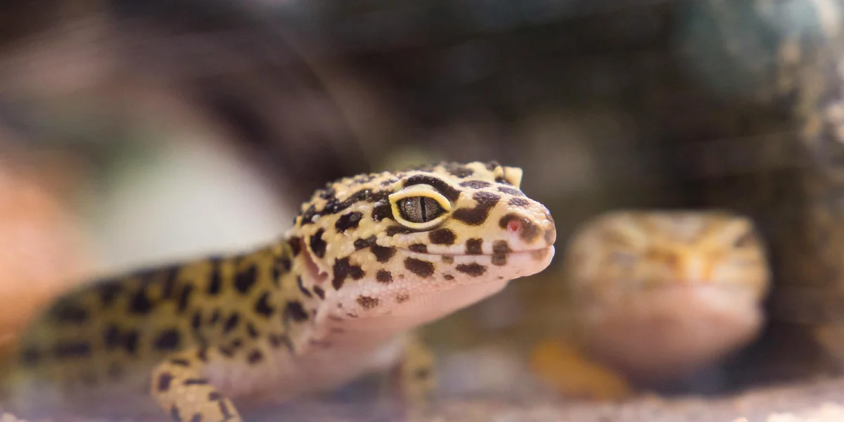 Close-up of a leopard gecko inside a glass terrarium, highlighting enclosure accessibility
