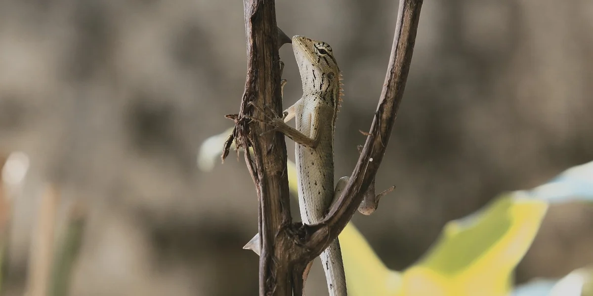Leopard gecko climbing a branch, showcasing its speed and agility