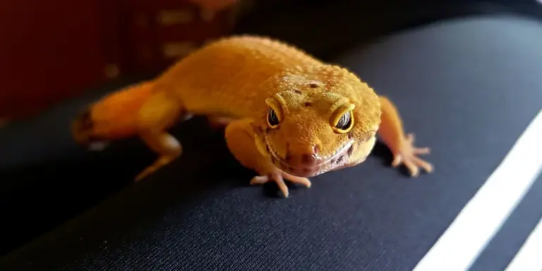 Close-up of an orange leopard gecko on a dark surface, facing the camera with alert eyes.